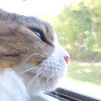 暑さ対策で猫たちのために『ひんやりグッズ』を用意してみたら…ほっこりする展開に「幸せな気持ちになった」「可愛いし羨ましいｗ」と反響