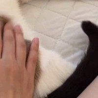 猫のお尻をトントンしていたら…まさかの『しっぽの動き』に「微調整してくるのやばいｗ」「止めないでねの合図かなｗ」と35万再生