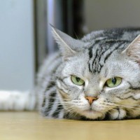 猫の『てんかん』で表れる症状4つ　主な原因や治療法から発作時に慌てないための対処法まで