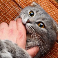 猫が『抱っこを嫌がる』ときの原因5つ　拒んでいるサインや正しい抱き方まで解説