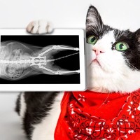 猫が『脱臼』しているときの症状4つ　起こりやすい関節や取るべき対処法