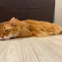 猫が『疲労感』を抱えているサイン5つ　考えられる原因や回復のためにできることまで