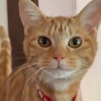 生後5か月の子猫、大きく口を開けると…想像以上に『下手な鳴き声』が341万表示「声出た」「可愛すぎて無理」と悶絶する人が続出