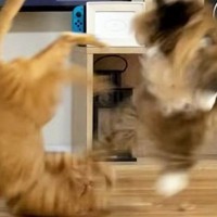 目が合えばケンカばかりしていた『2匹の元野良猫』が、現在…驚きの変化に「愛情が伝わった結果だね」「幸せな気持ちになった」と反響