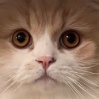 キャリーケースを置いて猫に『病院いくよ、入って』と伝えたら…驚きの行動と『まさかの展開』が54万再生「天才すぎる」「想定外だったかｗ」