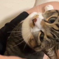 甘えん坊な猫→パパが家に帰ってくると、膝の上に乗って…尊すぎる光景が11万再生「可愛くてたまんない」「マジで癒しだなぁ」