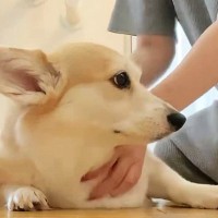 犬を撫でていると、『わたしも』と猫が割り込んできて…思わず笑ってしまう光景に8万いいね「思った以上にヌッと出てきたｗ」「すごいｗ」