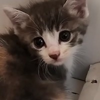 物置に迷い込んだ『1匹の小さな子猫』を保護したら…家族になるまでの記録が133万再生「破壊力がすごい」「めちゃめちゃ可愛い」
