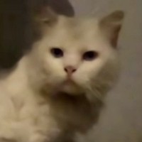 玄関前に座っていた『ボロボロの白猫』→保護した結果…3年が経った『現在の様子』に感動の声「涙なしでは見られない」「出会えて良かった」