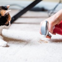 猫がごはんを食べた直後に『吐き戻し』を起こす理由3つ　減らすための予防策や戻したときの対処法