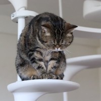 猫が心を痛めてしまう『人の言葉』6選　起こりうる悪影響から傷つけない伝え方まで