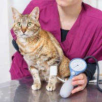 猫が『高血圧』になると表れる症状4つ　シニア猫は特に注意？主な原因や治療法まで解説
