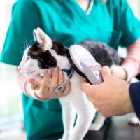 猫の『マイクロチップ』に関する3つの知識　装着する方法や仕組みなどを解説