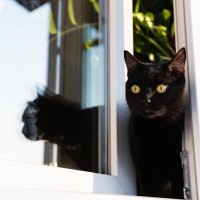 猫を危険な目にあわせる『やりっぱなし行為』4選　事故やトラブルの可能性から対策方法まで