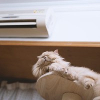 猫にさせてはいけない『お留守番方法』4選　危険なトラブルの可能性や安全を守る工夫