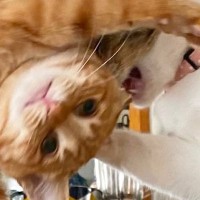 『ボツだけどなぜか捨てられない…』スマホの中に残っていた『猫たちの様子』が可愛すぎると2万いいね「フュージョンかなｗ」「最高傑作ｗ」