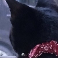 草刈りが気になる黒猫→落ちないように手を添えたら…思わず笑顔になる光景に4万いいね「信頼されてるねｗ」「う、腕がｗｗ」