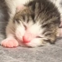 シーツ交換中に釣れてしまった赤ちゃん猫→ママ猫のもとへ戻していると…『尊すぎる光景』が358万再生「史上最弱ｗ」「ニヤニヤしたｗ」