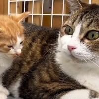 ダンボールに捨てられていた『4匹の子猫』を保護…子育て経験のある先輩猫の『優しい対応』が13万再生「本当に凄い」「感動して涙が出た」