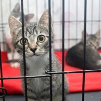 『不幸な思いをする猫』を減らすためにできること3つ　小さな命を救うために私たちはどうしたらいい？