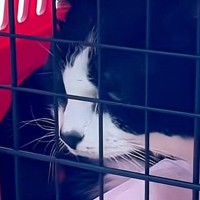 先輩猫が病院に行く日→『自分も連れて行かれる』と思った猫が…まさかの行動に「隠れ方が可愛すぎる」「強い意志を感じるｗ」と13万再生