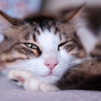 猫が『自分のかわいさを理解してる』と思う行動4つ　あざとく感じる仕草の意味や心理とは