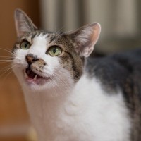 猫が『長く鳴いている』ときに考えられる意味3つ　どんな心理が考えられる？気持ちを読み取るヒントも
