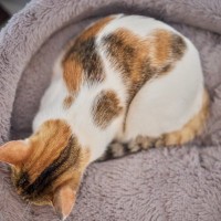 猫のからだに表れる『ユニークな柄』6選　ヒゲや靴下…個性豊かな模様をご紹介
