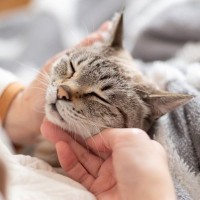 愛猫の老後のために備えたい『介護用品』5選　必要になる場面や活用のポイント