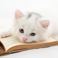 猫に関連する『慣用句・ことわざ』5選　世界中に残る格言や生活へ活かすヒントとは