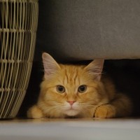 猫が『狭いところ』に入りたがる理由4つ　習性が関係しているの？出てこないときの接し方も