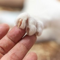 猫が執拗に『引っかいてくる』ときの原因4つ　起こりがちなシーンや適切な対処法も