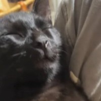 黒猫がお姉ちゃんに抱っこされると…他の家族には見せない『可愛すぎる様子』に「本当に赤ちゃん」「可愛いなんてレベルじゃない」と55万再生