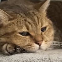 雷が鳴っている日、キャットタワーでくつろぐ猫→寝始めると…まさかの『寝顔』に「ホントにいい表情ｗ」「かわいいｗ」と笑顔になる人が続出