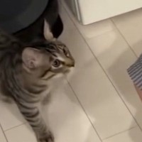 保護猫を家族に迎えた結果→『2か月』しか経っていないのに…あまりにも愛おしい光景に「羨ましい限り」「あ～も～幸せ」と反響