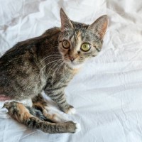 「麻痺があっても、幸せな猫生を与えたい！」愛猫に勇気をもらいながら、保護活動に情熱を注ぐ飼い主さん　米国