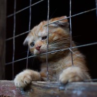 「猫の命を守りたい！」　超過密な刑務所で暮らす猫と囚人たちが結ぶ「更生への絆」　チリ