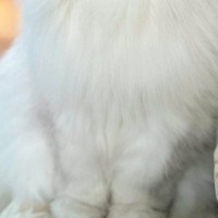 ふわふわの長毛猫→『ほっぺの毛』を撫でて整えたら…あまりにも高貴な佇まいに「漫画の執事みたいｗ」「何時間でも見ていられる」と話題