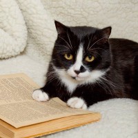 大学構内で長年みんなに愛された「マスコット猫」　惜しまれつつ虹の橋を渡る　英国