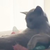 ソファでくつろぐ猫→カメラを向けてみたら…『予想外すぎる行動』が134万再生「人間味あっておもろいｗ」「想像以上で笑った」と爆笑の声