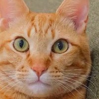ソファに座っていた茶トラ猫→足を見ると…思わず二度見する『まさかの光景』に1万いいね「立体交差手んｗ」「なんか多い気がするｗ」