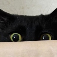 『未知との遭遇』ベッドをじっと見つめる1匹の黒猫→視線の先には…「なんて幸せなシーン」「キュンときた」とほっこりする人が続出