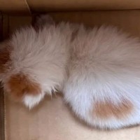 衰弱した状態で保護された子猫→いつも先住猫がそばにいてくれて…2年間の軌跡と『現在の様子』に「電車で涙ぐんでしまった」「優しい兄」
