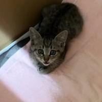 『職場の倉庫に迷い込んだ子猫』を保護→家族に迎えた結果…ほっこりする光景が97万再生「幸せになってねｗ」「優しいご夫妻に感謝」