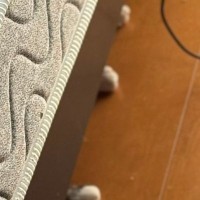 ベッドの下に『白い玉のようなもの』が落ちていると思ったら…覗き込んでみると→思わず笑顔になる光景に11万いいね「めっちゃかわいいｗ」