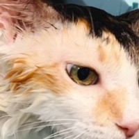 お風呂に入れられた猫→逃げ出すかと思いきや…想像以上に『お風呂大好き』な光景が37万再生「すごい気持ちよさそう」「猫卒業してるｗ」