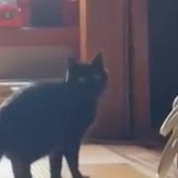 少し離れた場所からチラチラと見てくる黒猫→『おいで』と声をかけると…尊すぎる光景が34万再生「キュンキュンする」「何回も見てしまった」