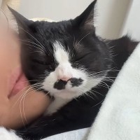 超甘えん坊な猫が眠りにつくまで…尊すぎる『ナイトルーティン』に癒される人が続出「好きでたまらんのねｗ」「likeじゃなくてlove」