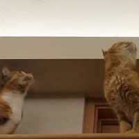 天井にいた蚊を追いかけ始めた猫→『他の猫たち』も続々と集まってきて…圧巻の光景が44万再生「安心して寝られるｗ」「興味津々だね」