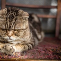 猫の見た目に表れる『喜怒哀楽』の感情サイン4選　どんな心理が隠れているの？見極めるポイントまで